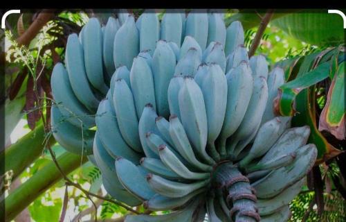 Tamarindo Casa | Java blue banana