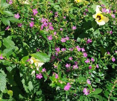 East Selemadeg Chalet De Esquí | Jungle Haven Bali - JHB