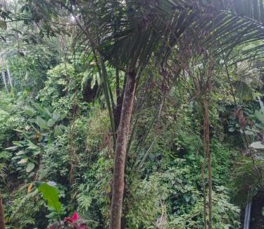 Penestanan Villa | Jungle Hideaway Villas 2 - River Cafe