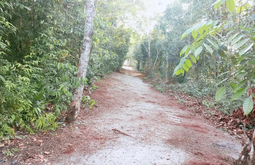 Manaus Complejo | JUNGLE LIFE
