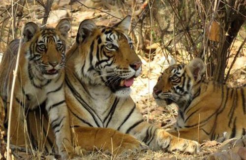 Sawai Madhopur Complejo | Jungle View Resort Ranthambhore