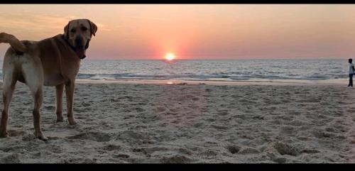 Mangalore Casa | KALYANI VILLA SEA FACING