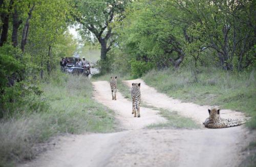 Hoedspruit Cabina | Karongwe - River Safari Lodge