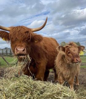 Pomerania Province Casa | Kaszuby, agroturystyka z alpakami- pokój z łazienką