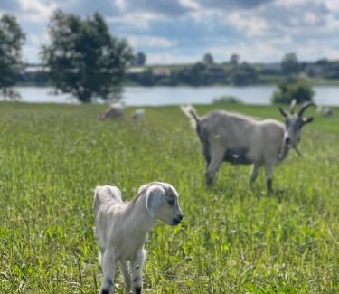 Pomerania Province Casa | Kaszuby, agroturystyka z alpakami- pokój z łazienką