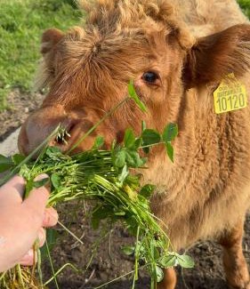 Pomerania Province Apartamento | KASZUBY SeliRaj GospAgro Alpaki,dwa pokoje-niezależnie wejście