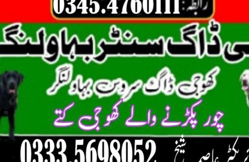 Punjab Casa | Khoji Dog Center Mianwali