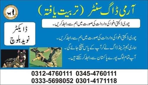 Punjab Casa | Khoji Dog Center Mianwali