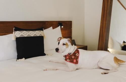 Zama Hotel | Kimpton Aluna Resort Tulum by IHG