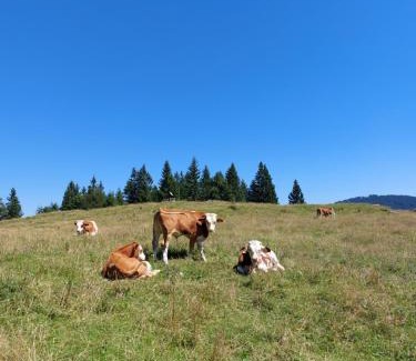 Luce Casa | Koča Lipa pod Veliko planino