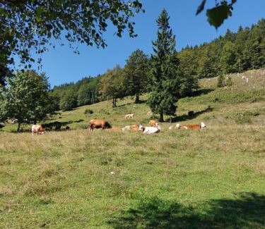 Luce Casa | Koča Lipa pod Veliko planino