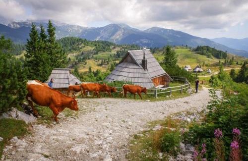 Kamnik Chalet De Esquí | Koča Velika Planina - Chalet Kamrica