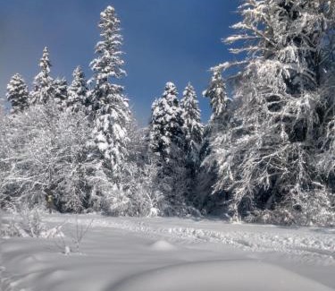 Maritsa Apartamento | Kolimechkov Apartments Borovets