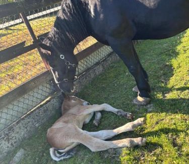 Trzciana Casa | Koperkowe Rancho Beskid Wyspowy Domek Małopolskie KAMIONNA