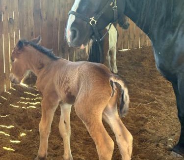 Trzciana Casa | Koperkowe Rancho Beskid Wyspowy Domek Małopolskie KAMIONNA
