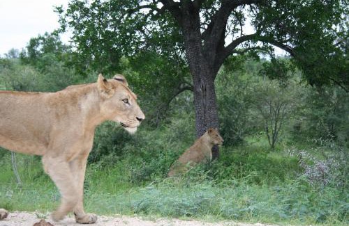 Hazyview Cabina | Kruger Adventure Lodge