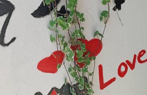 Kremna Apartamento | Kuća Despot