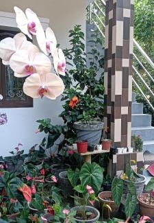 Madikeri Villa | Kund estate villa