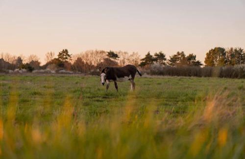 Billy Casa | L'Échappée Royale - Beauval et Route des Châteaux