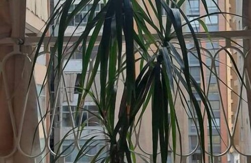 Beirut Apartamento | L'appartement Spacieux de 1 BR de Silvia - 24 h D'électricité
