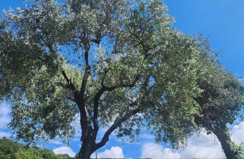 Siviano Casa | L' Oliva Nera