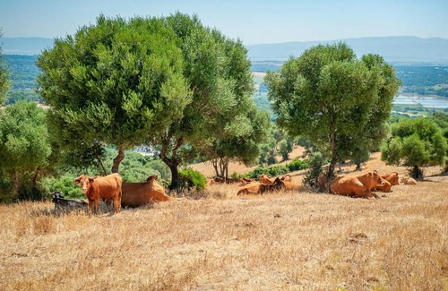 Vejer de la Frontera Cama Y Desayuno | La Casa del Torero