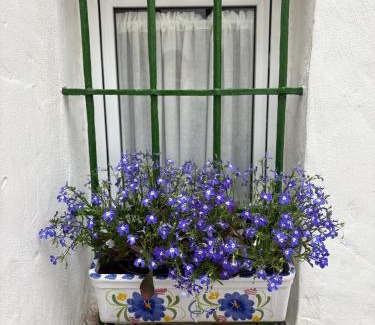 Cantillana Casa | La Clara Domus