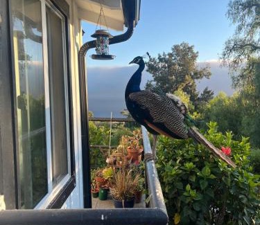 Rancho Palos Verdes Casa | LA Coastal Oasis