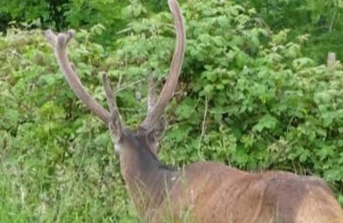 Campan Chalet De Esquí | La coume du cerf