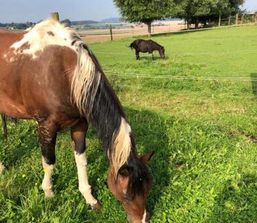 Frasnes-lez-Buissenal Apartamento | La maison des chevaux