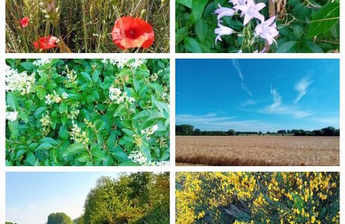 Lecelles Apartamento | La Résidence des Fleurs