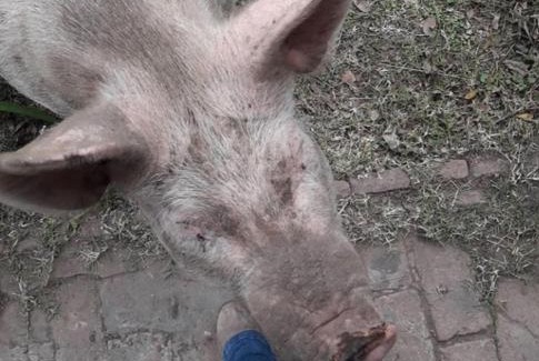 Partido de Chascomus Casa | La Rosadita Casa de Campo