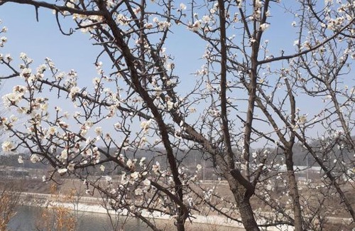 Chuncheon Casa | Lahoja Pension