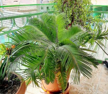 Athens Apartamento | Large terrace apartment near city centre