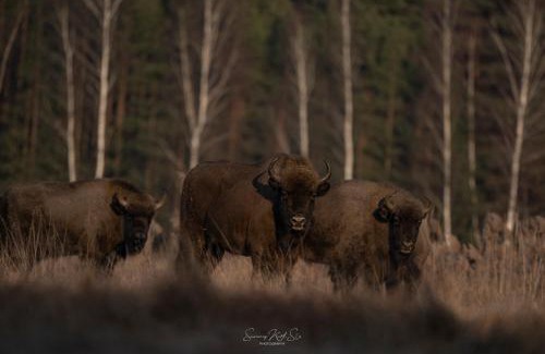 Bialowieza Casa | Leśny domek