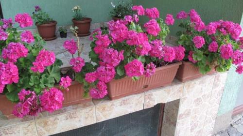 Bela Crkva Apartamento | Lelita