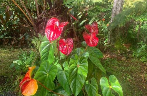 Mountain View Apartamento | Lemon Tree Lanai