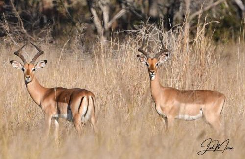 Waterberg Otro | Leopard Ranch - Luxury Tented Camp