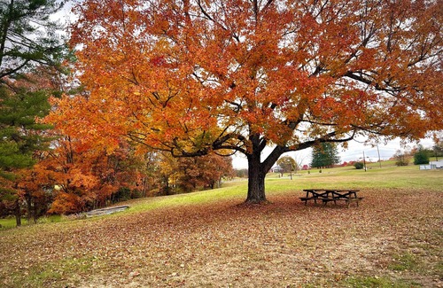 Victor Casa | Lester Lodge minutes to New River Gorge. Charming 4 bedroom house on 4.5 acres