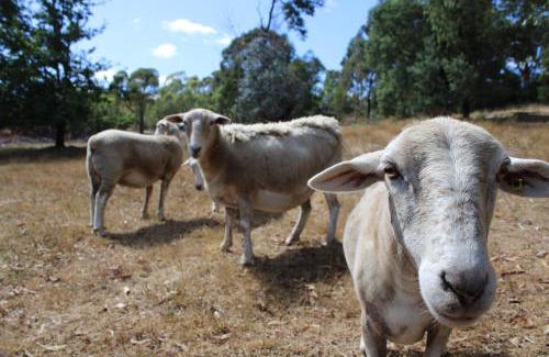 Daylesford Apartamento | Libelle - Peaceful, Secluded Luxury with abundant wildlife and seasonal water views, on 3 private acres IN Daylesford