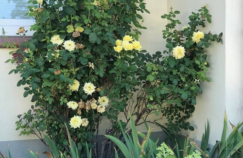 Grunhof Apartamento | Liebevoll Eingerichtete Ferienwohnung in Elbnähe