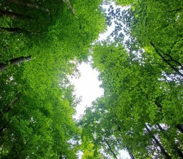 Northeastern Region Otro | Little forest home