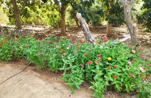 Sotira Casa | Little Paradise