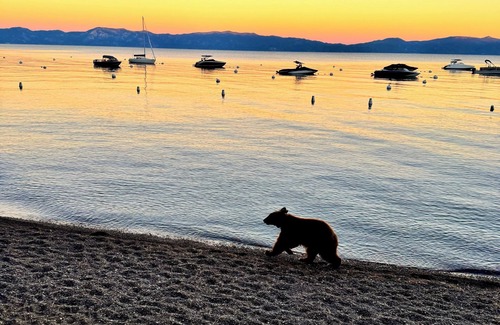 Sunnyside Cabaña | Little Rock Cabin Tahoe City - Bañera de hidromasaje, que admite mascotas, a media milla a pie del lago Tahoe