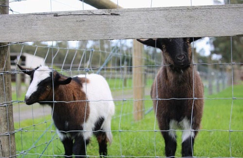 Drouin West Casa | Little Sherwood Drouin Petting Zoo & Cottages