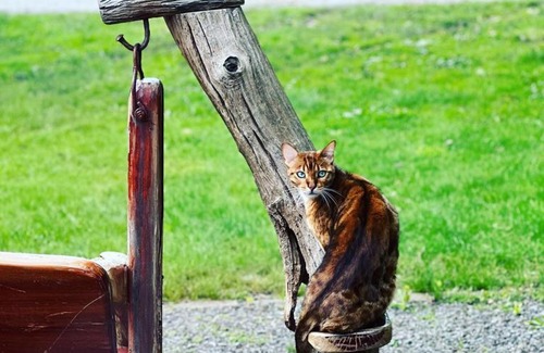 Drouin West Casa | Little Sherwood Drouin Petting Zoo & Cottages