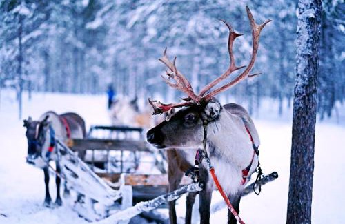 Posio Complejo | Livo Arctic Resort