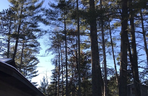 Pine River Casa | Log home nestled in tall pines near Norway Lake