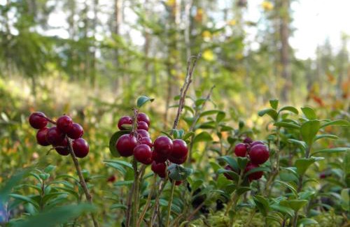 Savonlinna Complejo | Loikansaari Lomamökit Holiday Cottages