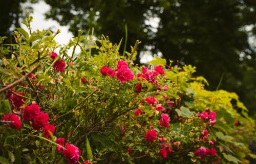 Ennybegs Casa | Longford Holiday Yellow Star Self-Catering Cottage